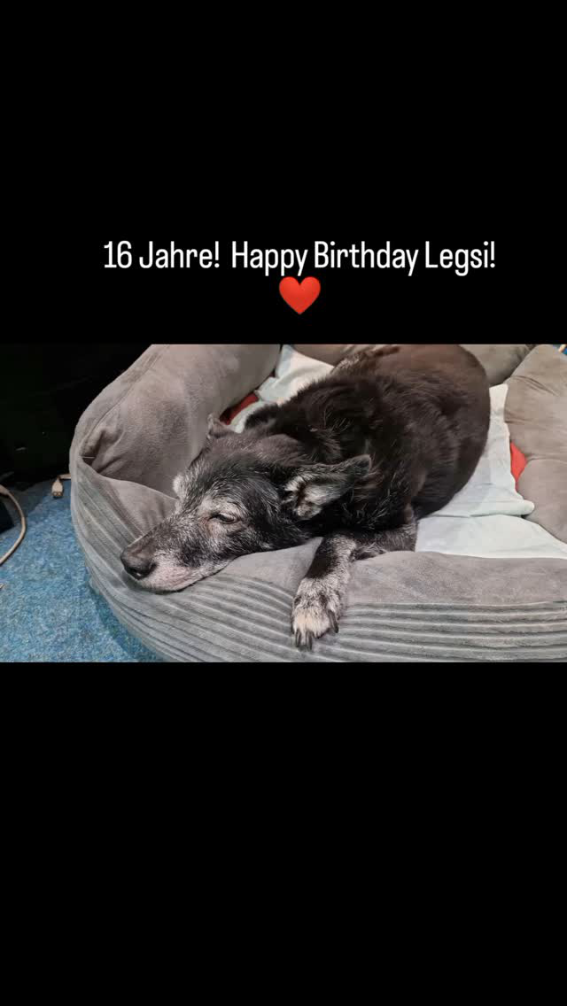 112 Hundejahre und trotz Rentenalter immer noch halbtags im Geschäft! ❤️
