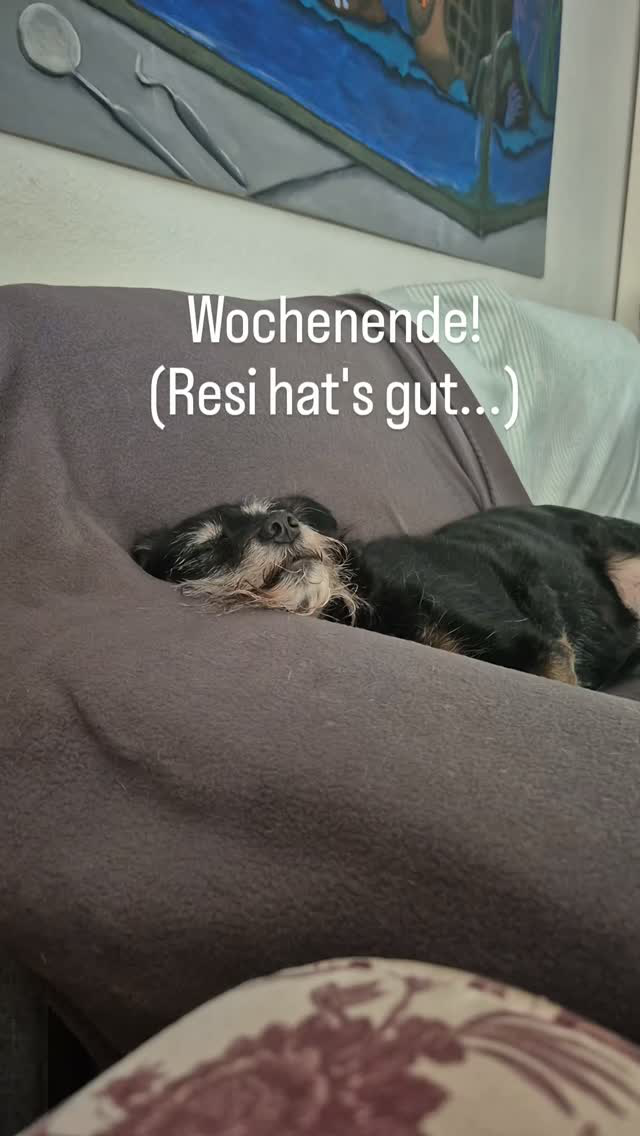 Unsere Resi hats gut...

#doglife #veranstaltungstechnik #mieten #ludwigshafengram
